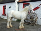 the_milky_bar_kid_20