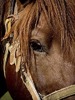 vision-del-caballo1_13-01-10