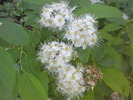 DSC00220