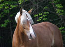 belgianmare.JPG.w560h405