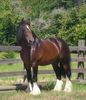 shire_stallion_bay