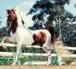 pinto_saddlebred_stallion