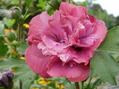 Hibiscus syriacus cu floare dubla