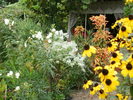 Rudbeckia