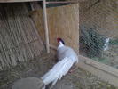 DSC00625 - argintii