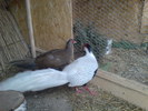 DSC00626 - argintii