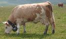 800px-Simmentaler_Fleckvieh