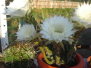 DSC06160