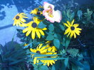 Rudbeckia