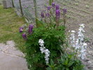 Campanula persicifolia alba