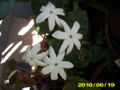jasmin sambac