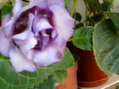 liliac breeze