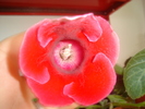 flori 2011