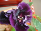 flori 2012