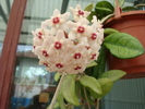 Hoya carnosa (L.f.) R.Br.1810