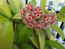 Hoya pubicalyx cv. Silver Pink