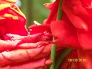 100_8420