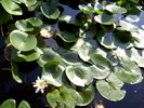 gradina botanica cluj