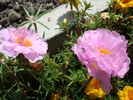 Portulaca grandiflora (Hook.)