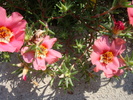 Portulaca grandiflora (Hook.)