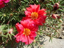 Portulaca grandiflora Hook.1829.