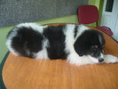 NELSON=6 sapt