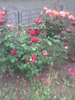 Imag0047