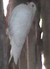 galatean 2008