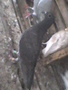 porumbita 2010
