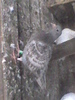 porumbita 2010