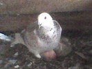 porumbita 2008