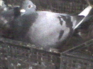 porumbita 2008