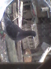 porumbita 2010