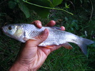 Chub caught on Bistrita (SP)