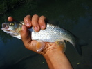 Chub caught on Jales 2