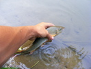 Releasing the barbel part 1