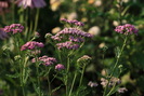 Achillea millefolium