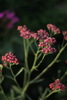 Achillea