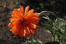 Papaver orientale