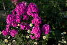 Phlox paniculata