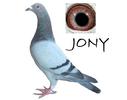 jony