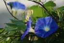 Ipomoea tricolor