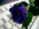 trandafir_albastru_4