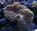 coral_recif_160_a