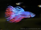 betta_splendens4_a