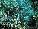 blue_corals_a