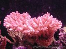 coral_recif_156_a