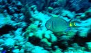 parrotfish-540x380