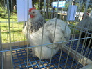 DSCN1554