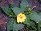 Mirabilis jalapa sau gornita ingerasului